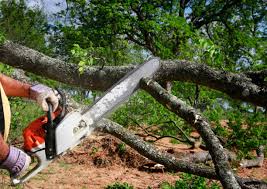 Best Fruit Tree Pruning  in New Philadelphia, OH